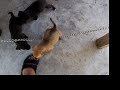 pit bull puppies