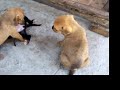pit bull puppies