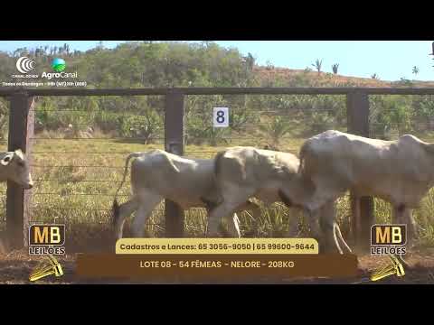 520� LEIL�O VIRTUAL MB LEIL�ES