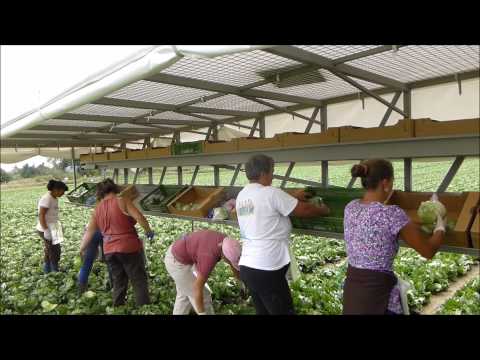 how to harvest iceberg lettuce
