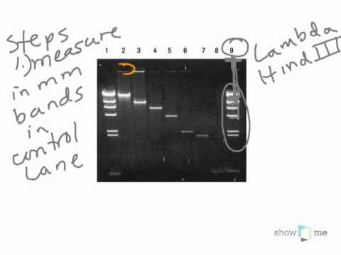how to read gel electrophoresis