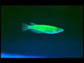 peces fluorescentes peces fluorescentes
