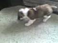 videos de Batman