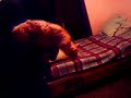 gato metrayeta 1 gato metrayeta 1
