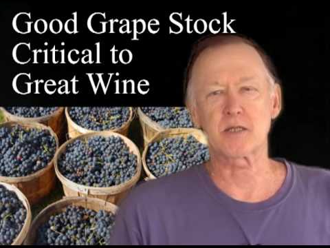 how to replant grape vines