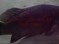 ONLY FOR FISH AND WATER LIFE LOVERS