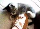 Cubby attacks feet:)