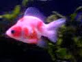 Goldfish