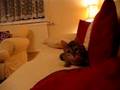 Bengal-Cat-Attack