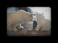 Cute Kittehs Sharing a Glass of Milk! (Adorable)