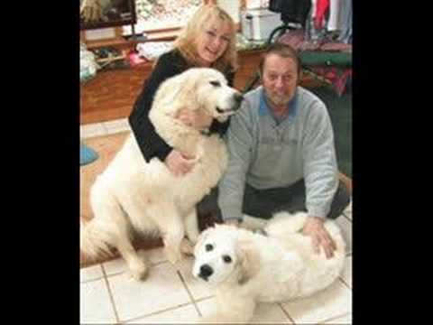 great pyrenees