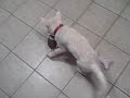 Adventures of Balki, Episode 1