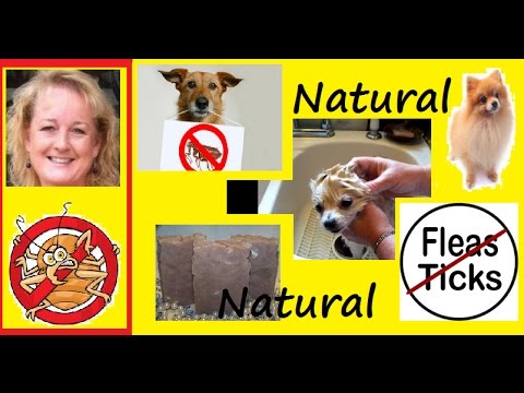 how to treat a dog w fleas