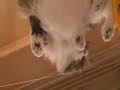 ?????????????? Part2?The cat on the glass ?????????????? Part2?The cat on the glass