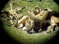 Vultures on carcus Vultures on carcus