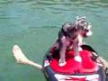 jock the kneeboarder