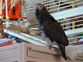 Explosion Sound effect By my Timneh African Grey