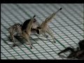 Jumping Spiders Courting