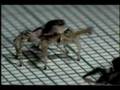 Jumping Spiders Courting