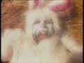 Animal Collective \"Who Could Win A Rabbit\" Fatcat Records Animal Collective \"Who Could Win A Rabbit\" Fatcat Records