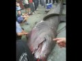 PERU TIBURON GIGANTE PEREGRINO SHARK KNIFE  ARTE DE CUTERVO WALTER BERRIOS MUSICA DE CARLOS ZAPATA