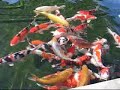 koifish 2 koifish 2