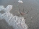 Seestern in D�nemark 2#2