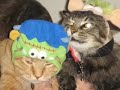 funny kitties