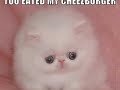 funny kitties