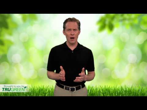 how to get rid of rust fungus on grass