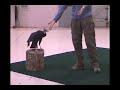 Black Vulture Training Black Vulture Training