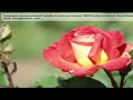 bIoodyinu crazyzombie07 acobkrz lushlivvy beezer19630 butte.mov