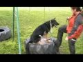 German K-9 Expert Wolfgang Rader & Niki Kirves M- D Nr 803