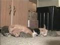 Mother cat cares for homeless baby squirrels