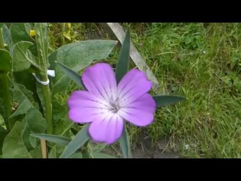 how to harvest cockles uk