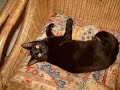 Bagheera, please come home.
