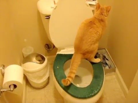 0 Funny Cat Clips