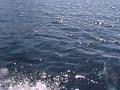 dolpins swiming dolpins swiming