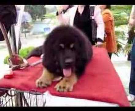 tibet mastiff