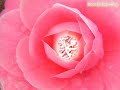 �stad Bedi�zzaman Said Nursi