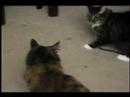 Kitty Brawl
