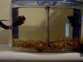 Asian Betta