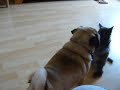 Toby the Pug and Harry Rematch