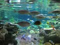 HongKong Ocean park 13