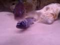 videos de Cynotilapia Afra adult