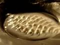 Cornstarch and vibrations