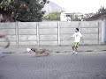 Juba Filas de Fazenda - Fila Brasileiro CAFIB