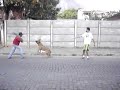 Juba Filas de Fazenda - Fila Brasileiro CAFIB