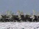 Reindeer on STG