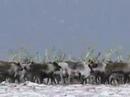 Reindeer on STG